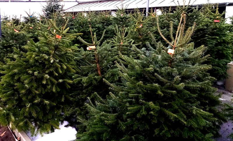 Erlangener Weihnachtsbaumverkauf Christbaum Erlangen