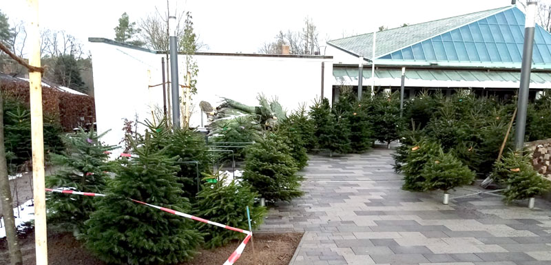 Weihnachtsbäume Nordmanntannen