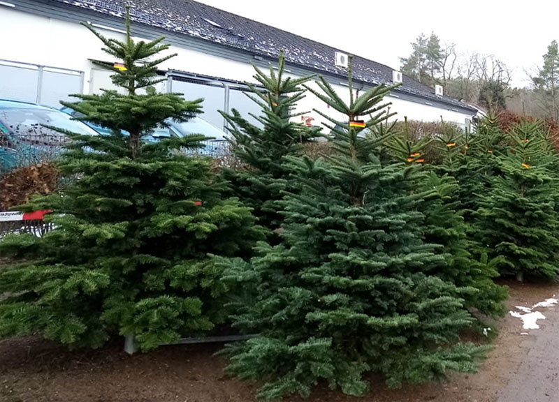 Weihnachtsbaum Weihnachtsbaum Verkauf Erlangen